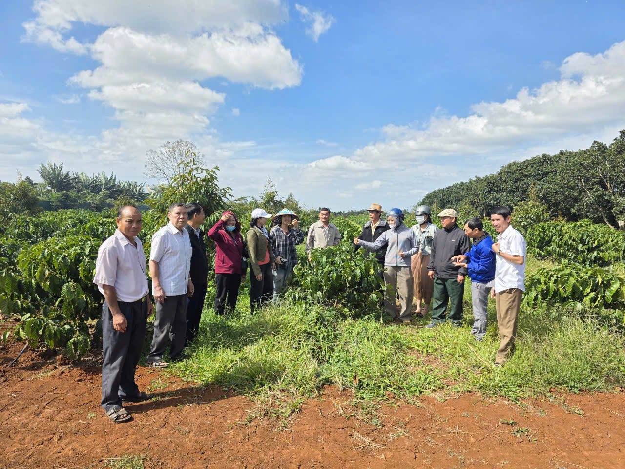 vườn cà phê và sầu riêng quy mô khoảng 30ha của Hợp tác xã Nông nghiệp Tấn Khang 2